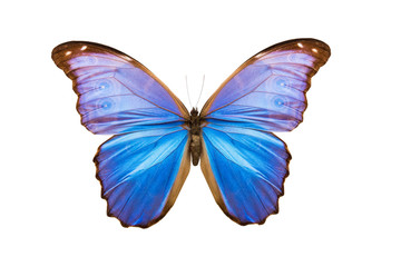 Poster - butterfly morpho nestira