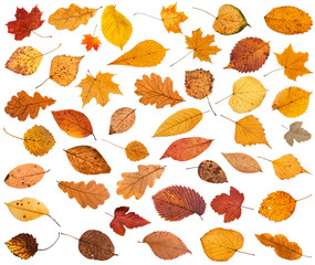 Canvas Print - many various dried autumn fallen leaves isolated