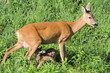 A roe deer feeding its fawn