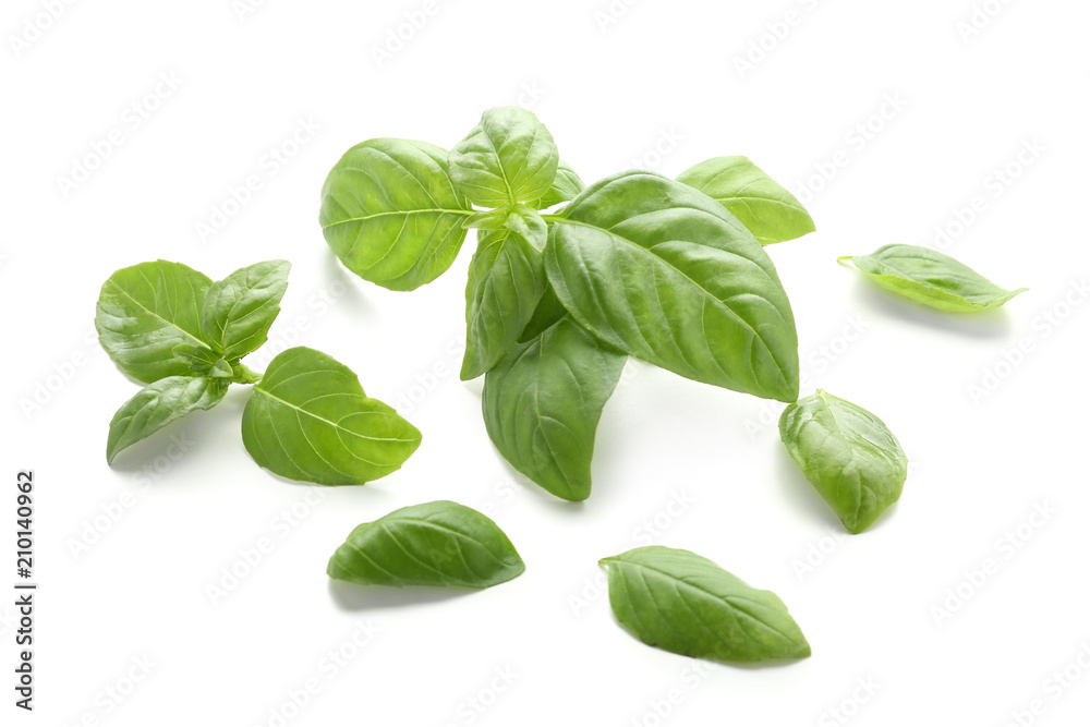 Fresh green basil on white background