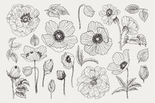 Big Set Of Monochrome Vintage Flowers Vector Elements, Botanical Flower Decoration Shabby Chic Illustration Wild Roses And Anemone, Poppy Isolated Natural Floral Wildflowers Leaves And Twigs.