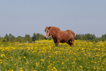 Wall Mural - in a colorful meadow, a horse