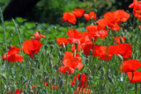 Fototapeta Kwiaty - poppies in the field