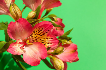 Wall Mural - Bud of alstroemeria on a green background. Macro. The flower of alstroemeria blossomed.