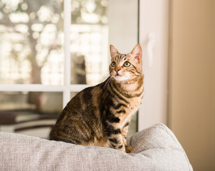 Wall Mural - Domestic cat at home