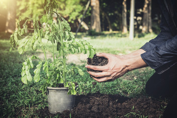 Wall Mural - Young man planting the tree in the garden as earth day and save world concept, nature, environment and ecology