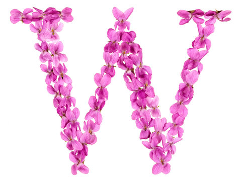 Letter W from alphabet, from flowers of violet, isolated on white background