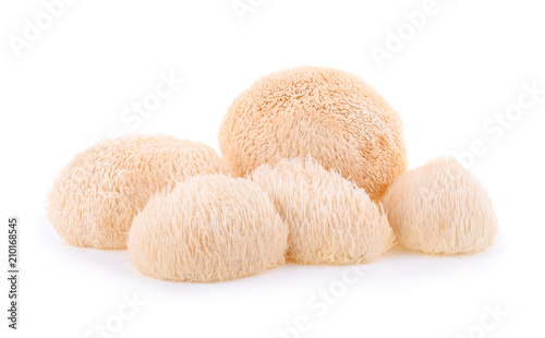 Cuadros en Lienzo Lion mane mushroom isolated on white background