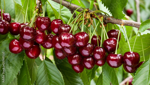 Cuadros en Lienzo Great harvest of ripe red cherries on a tree branch