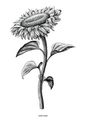 Sunflower hand drawing black and white vintage clip art isolated on white background