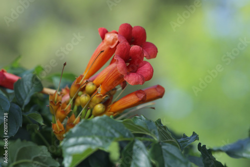 Trompetenblumen Campsis Klettertrompete Jasmintrompete Trompetenwinde Buy This Stock Photo And Explore Similar Images At Adobe Stock Adobe Stock