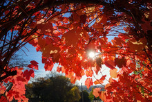 Sun Peeking Through Autumn Red Vine Leaves. Daylesford, VIC Australia.