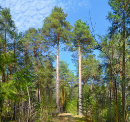 Wall Mural - pine forest in the afternoon in the spring clear sky.