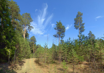 Wall Mural - Pine forest in the afternoon in the spring clear sky.