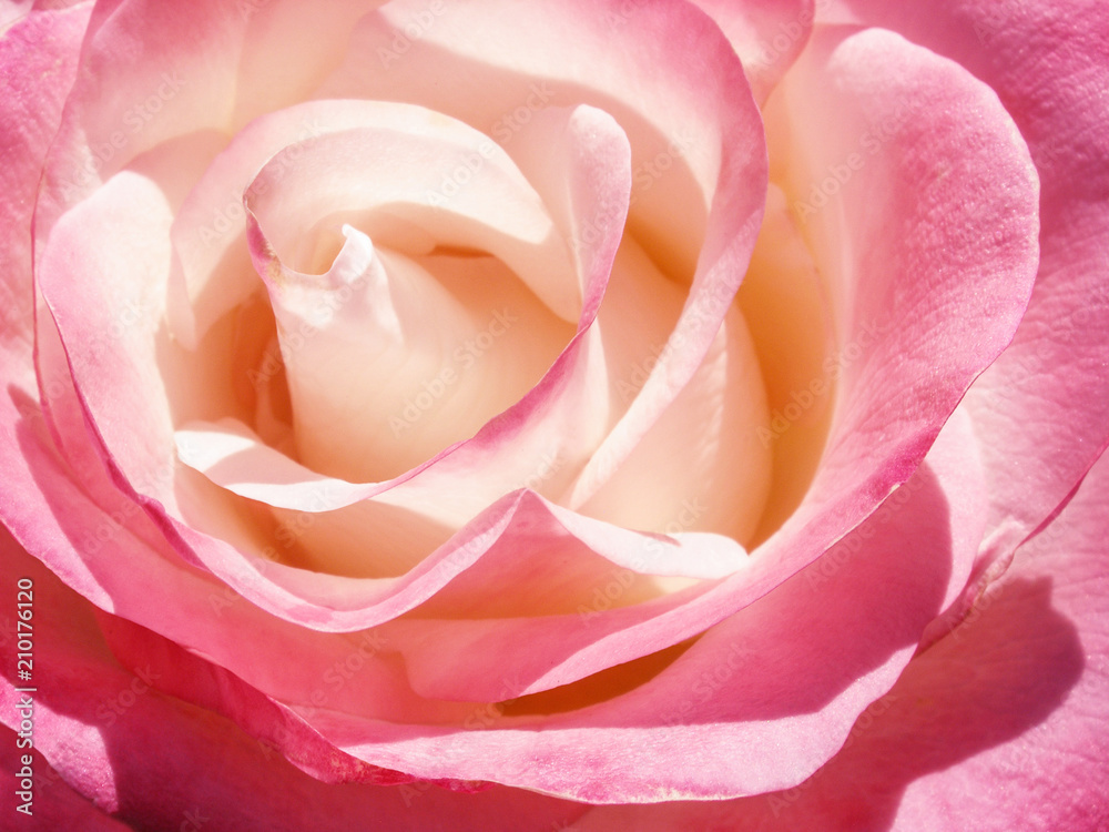 delicate cream pink rose flower - obrazy, fototapety, plakaty 
