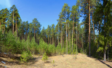 Wall Mural - pine forest in the afternoon in the spring clear sky.
