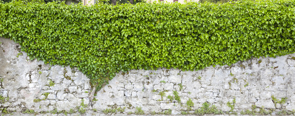 Wall Mural - Schöne Parkmauer mit überhängenden Efeu