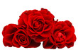 © ksena32 - red beautiful rose isolated
