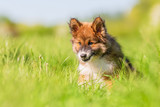 Fototapeta Konie - Elo puppy sits on a meadow