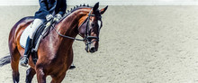 Dressage Horse And Rider. Sorrel Horse Portrait During Dressage Competition. Advanced Dressage Test. Copy Space For Your Text. 