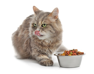 Wall Mural - Cute cat and bowl with food on white background