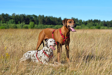 Two dogs on a field