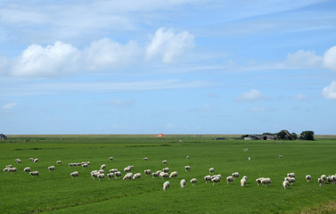 Canvas Print - Schafherde in Holland