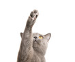 © Liza - blue gray british cat isolated on the white