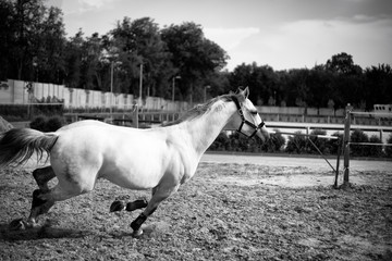 Portrait of a  riding horse indoor in a riding hall