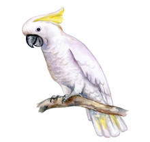 White Cockatoo Sitting On A Branch Isolated On White Background. A White Parrot With A Yellow Tuft. Watercolor. Illustration. Template. Handmade. Close-up. Clip Art.