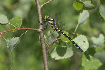 Wall Mural - Black in yellow spots dragonfly sitting on a tree trunk in front of a blurred background