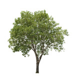 Fototapeta  - ash tree isolated
