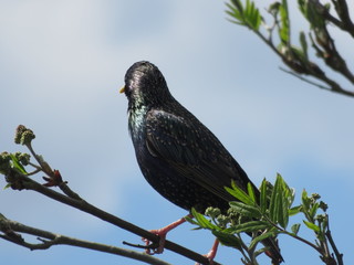 starling bird nature wildlife black wild feathers feather colourful