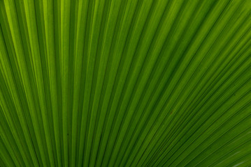 palm leaf