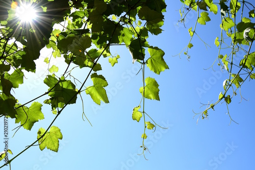 Sonne scheint durch Weinrebenblätter vor blauen Himmel Buy Sonne scheint durch Weinrebenblätter vor blauen Himmel Buy