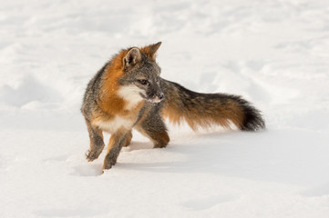 Wall Mural - grey fox (urocyon cinereoargenteus) turns right in snow