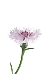 Wall Mural - pink single flower of knapweed on a white background