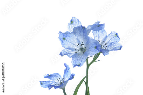 Fotomural flowers of delphinium on a white background