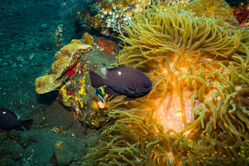 Poster - Coral garden