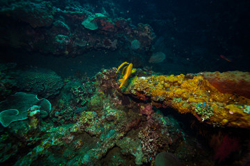 Wall Mural - Coral garden