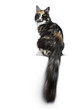 © Nynke - Beautiful black smoke tortie Maine Coon cat girl sitting backwards isolated on white background looking over shoulder into lens