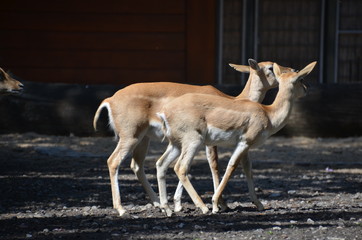 Poster - wild deer fawn