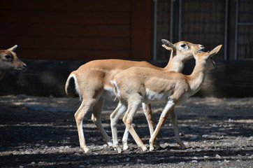 Poster - wild deer fawn