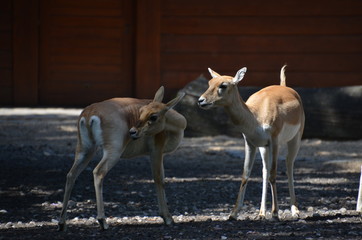 Wall Mural - wild deer fawn