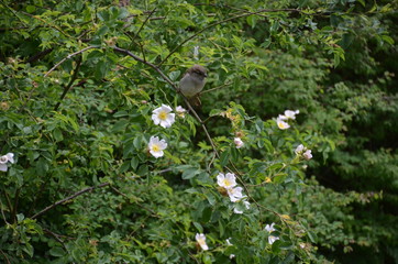 Canvas Print - sparrow flower branch