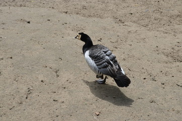 Canvas Print - wild duck