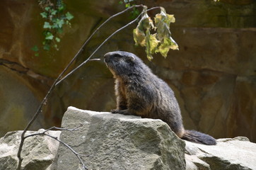 Canvas Print - looking marmot