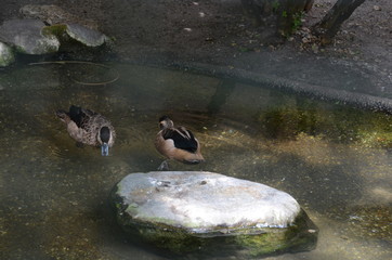 Canvas Print - wild duck