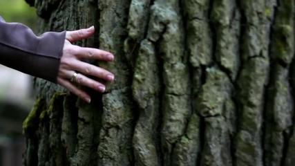 Female Hand on Tree Trunk Follow Shot Slow Motion