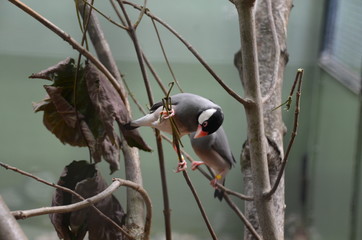 Sticker - singing birds in the branches of trees